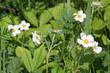 Wild strawberry flowers Wild strawberry flowers