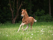 Photos : Araberfohlen im Galopp