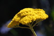 Schafgarbe (Achillea) Gelb
