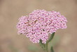 Schafgarbe (Achillea) rosa