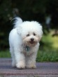 Small dog