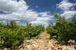 Vineyard, Châteauneuf-du-Pape. Provence France Vineyard, Châteauneuf-du-Pape. Provence France