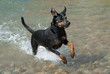 doberman running through the water