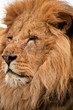 lion head