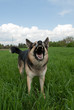 dog warning you