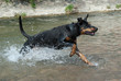 doberman running through the water