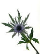Distel