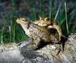 Erdkroete_115033
