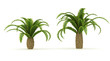 Palm trees isolated on white background