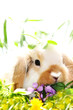 Hase