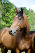 A head of the bay horse A head of the bay horse