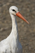 White stork