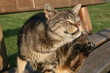 Kratzende Katze