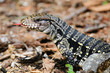 Photo: Golden Tegu Golden Tegu