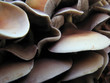 champignons multiples