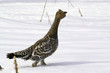 Black-billed capercaillie, the hen.