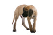 great dane puppy dog looking one side great dane puppy dog looking one side
