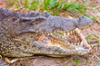 crocodile