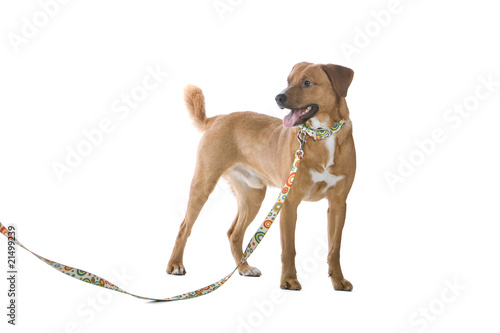 Photo: austrian short haired pinscher dog Photo: austrian short haired pinscher dog