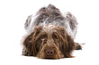 German Wirehaired Pointer dog German Wirehaired Pointer dog