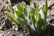 spring tulips buds coming up