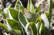 spring tulips buds coming up