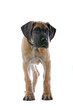 great dane puppy dog isolated on a white background great dane puppy dog isolated on a white background