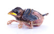 Young Sparrow