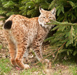 Bobcat , lynx