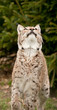 lynx , bobcat