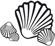 Muscheln