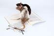 Lese-Ratten