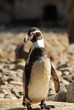 Pinguin