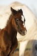 cheval