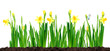 Foto: green grass and flowers, growing from soil green grass and flowers, growing from soil