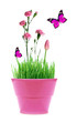 Foto: spring in a pot spring in a pot