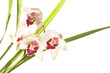 Orchid on white background