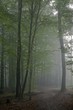 Path crossing misty autumnal forest Path crossing misty autumnal forest