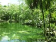 cenote Riviera Maya jungle mayan Quintana Roo cenote Riviera Maya jungle mayan Quintana Roo