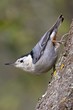White Breasted Nuthatch