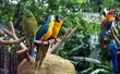 Kissing Parrots