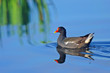 Gallinella