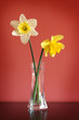 Daffodils in glass vase Daffodils in glass vase