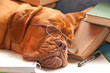 beautiful dog sleeping