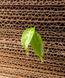 Sprout from a cardboard pile Sprout from a cardboard pile