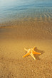 Starfish on sand