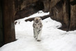 White Bengal Tiger in a close up view portrait