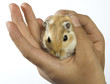 Photo: gerbill on hand gerbill on hand
