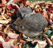 Igel_115668