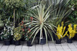 foire aux plantes